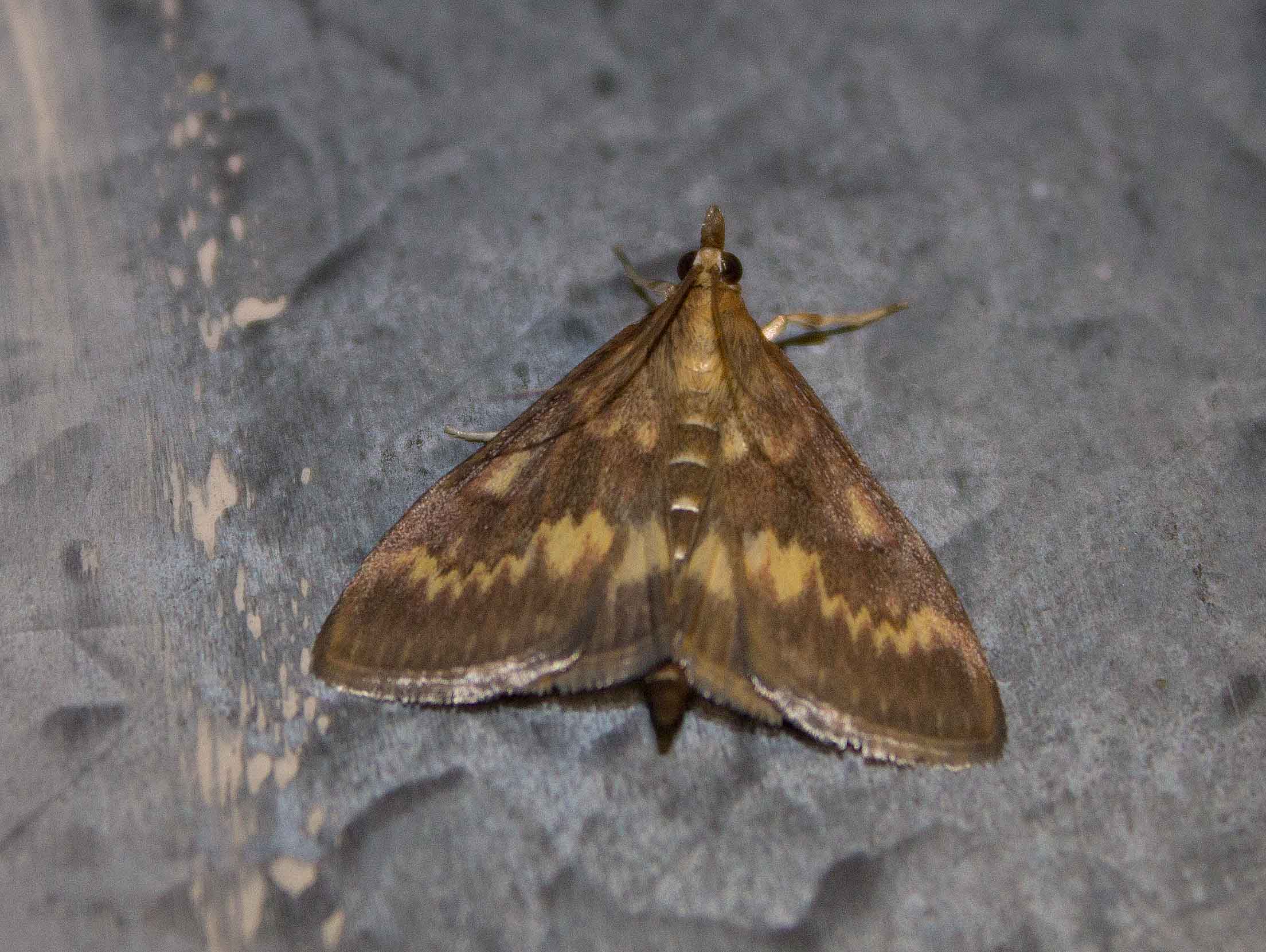 Ostrinia nubilalis? S